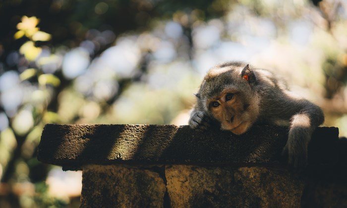 Monkey resting on a stone wall outdoors