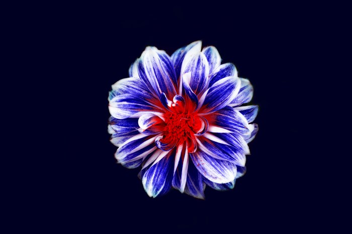 Blue and white dahlia flower with red center