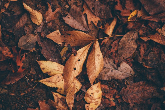 Dry autumn leaves on the forest floor