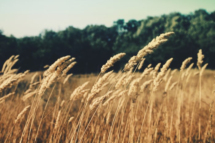Golden wheat field in the countryside