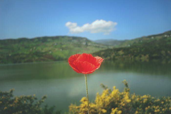 Red poppy in front of a lake and green hills
