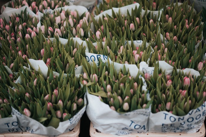 Pink tulips at a flower market in Leiden, Netherlands