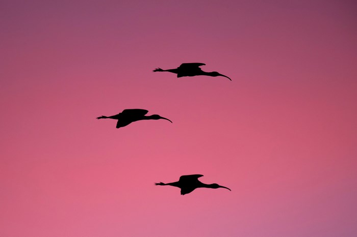 Three birds flying in silhouette against a pink sky