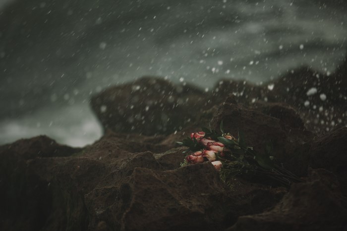 Pink roses on rocks in the rain