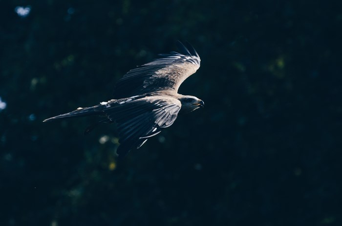 A black kite bird in flight against a dark background