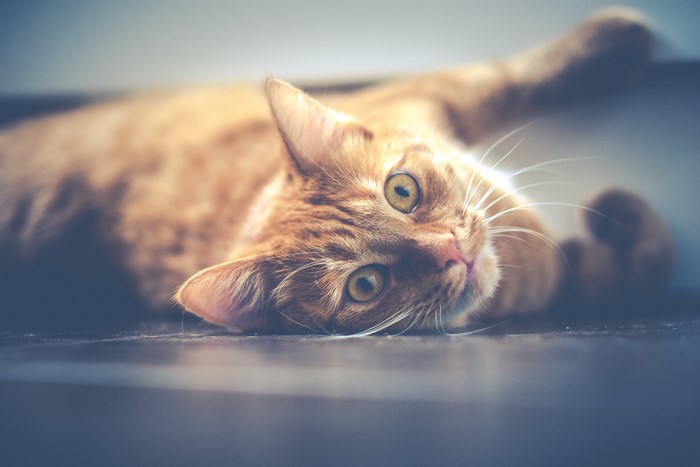 Relaxed Ginger Cat Lying on the Floor