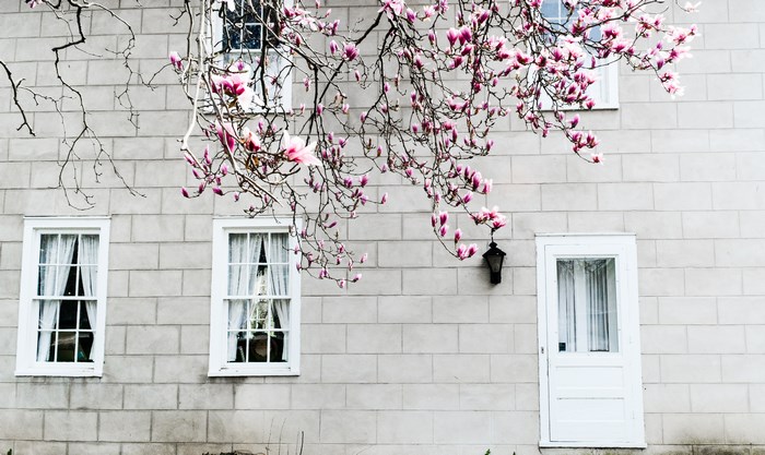 Magnolia blossoms on a brick building with windows and a door
