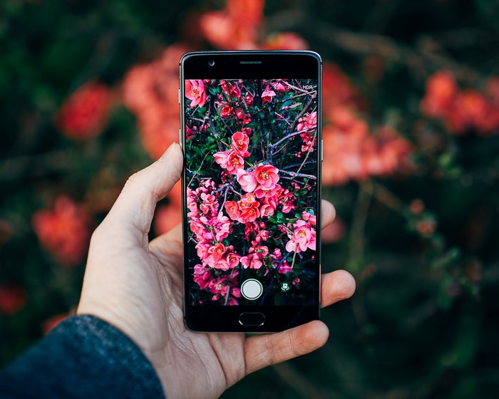 Hand holding smartphone taking a picture of pink flowers