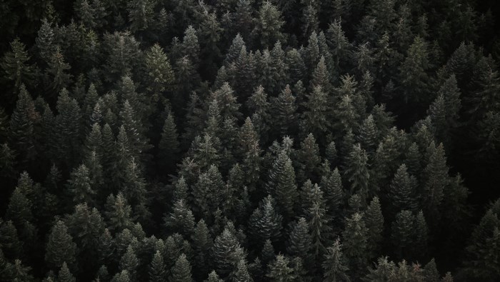Aerial view of a dense evergreen forest in Canada