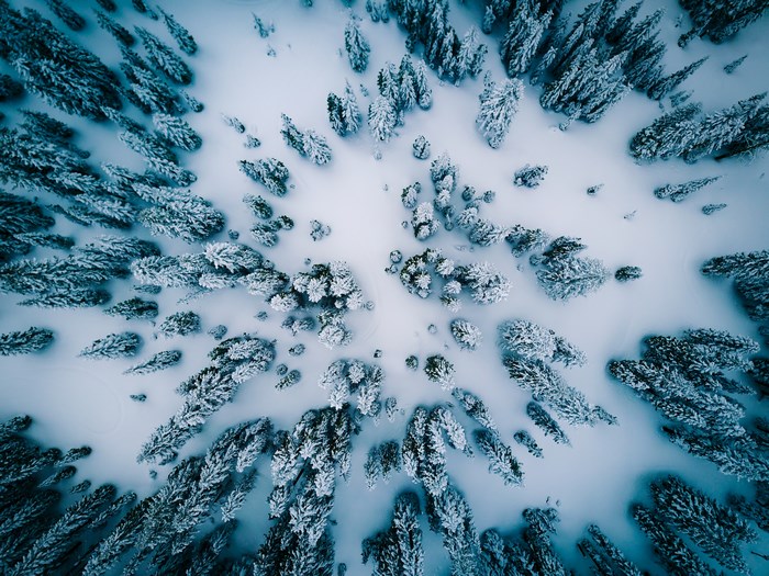 Aerial view of snow-covered trees in a forest