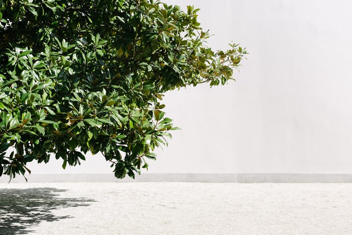 Green tree branches against a white wall and pebble ground
