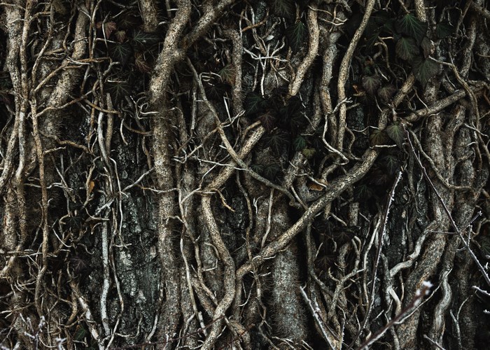 Intricate Tree Roots and Dark Wooden Texture