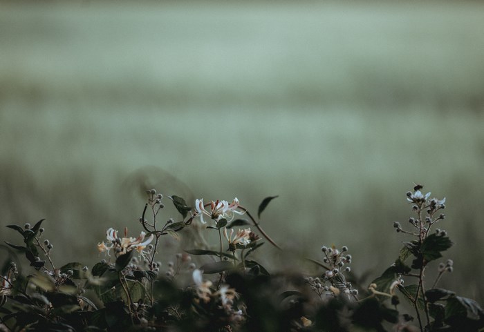 Honeysuckle flowers in a green field