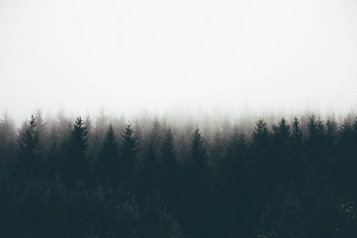 Dark forest in fog