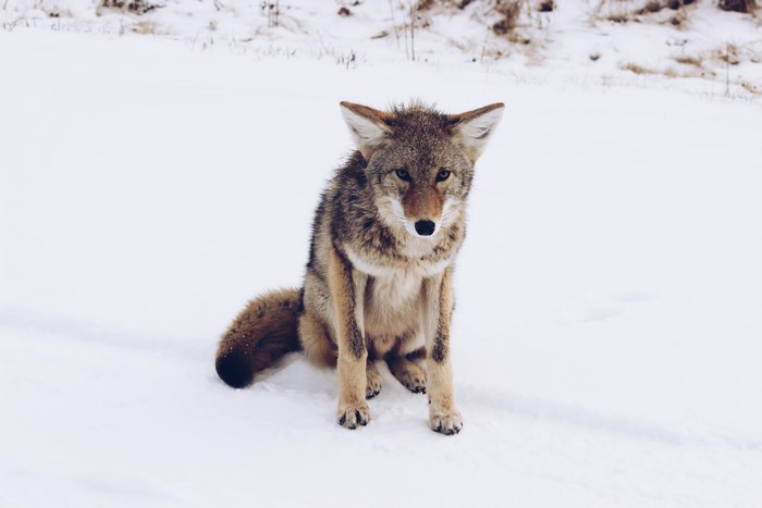Coyote sitting in the snow