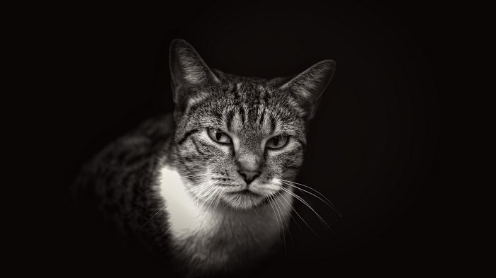 Black and white portrait of a tabby cat