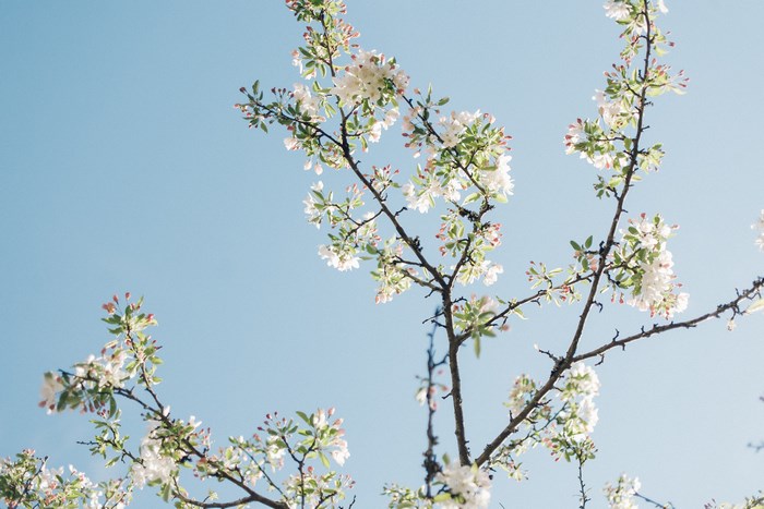 Beautiful Cherry Blossom Tree in Springtime