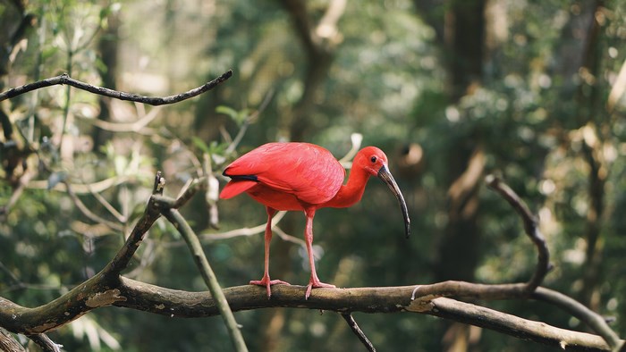 Vibrant Red Ibis on Tree Branch in Forest