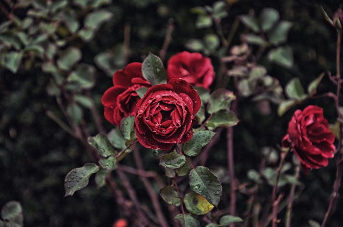 Red roses with water droplets in a garden