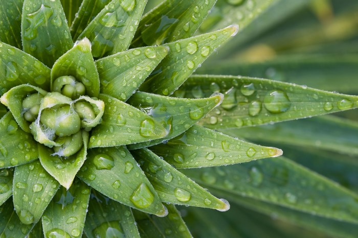 Close-up of green plant leaves with water droplets