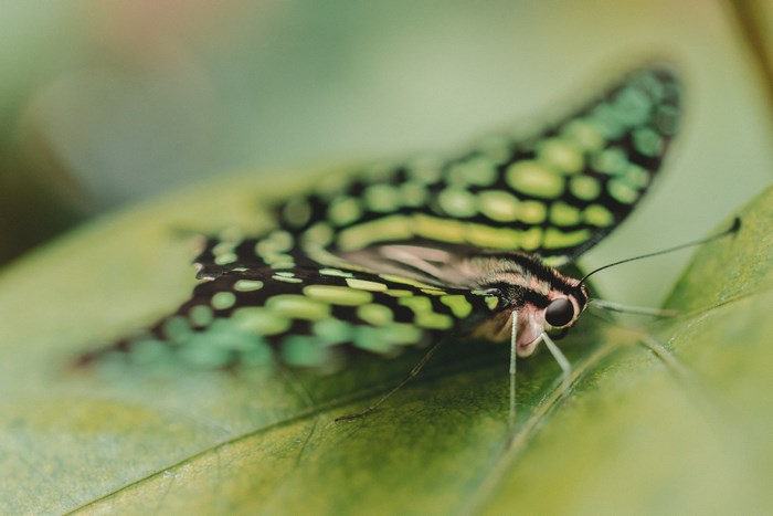 Green butterfly with black spots on a leaf