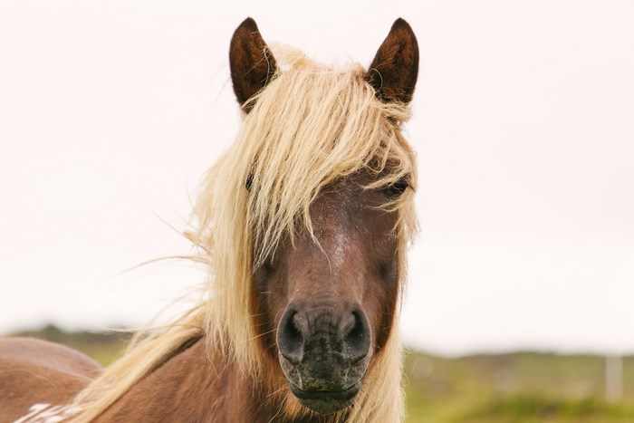 Close-up portrait of a brown horse with a blonde mane in Iceland