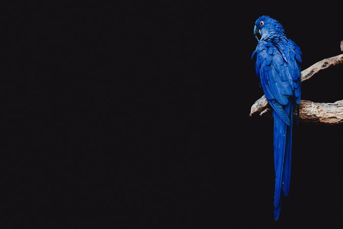 Blue Hyacinth Macaw perched on a branch