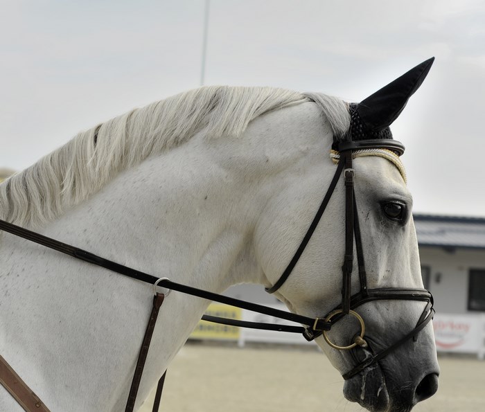 White horse with bridle and ear net
