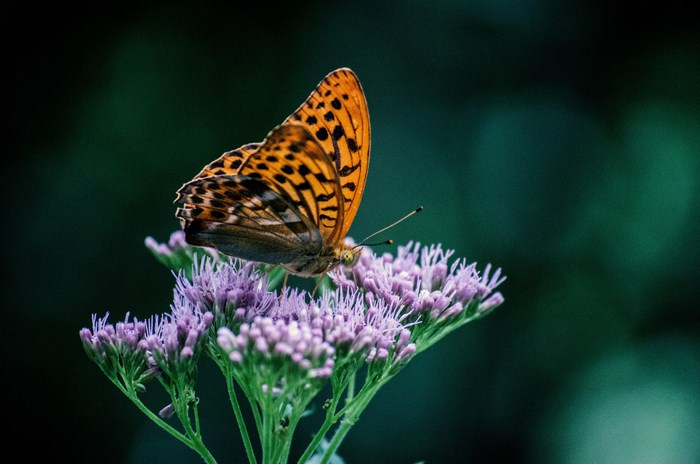 Orange butterfly on a purple flower