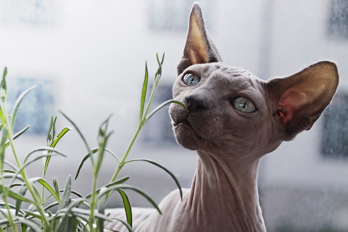 Sphynx cat smelling a house plant