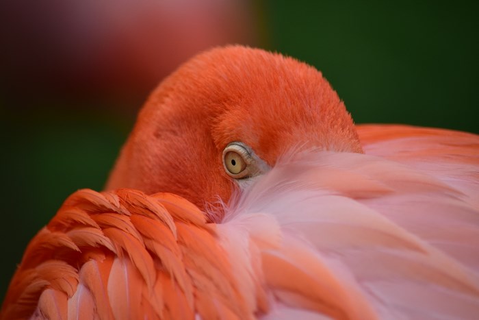 Close-up of a pink flamingo's eye and feathers