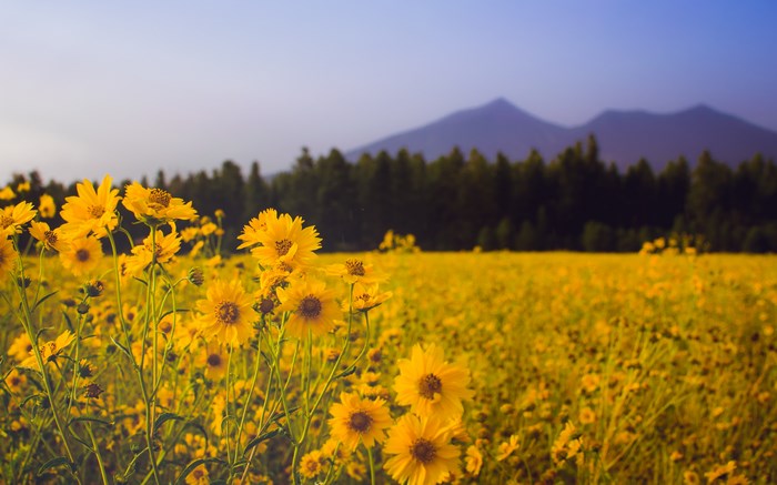 Field of yellow flowers with mountains in Arizona