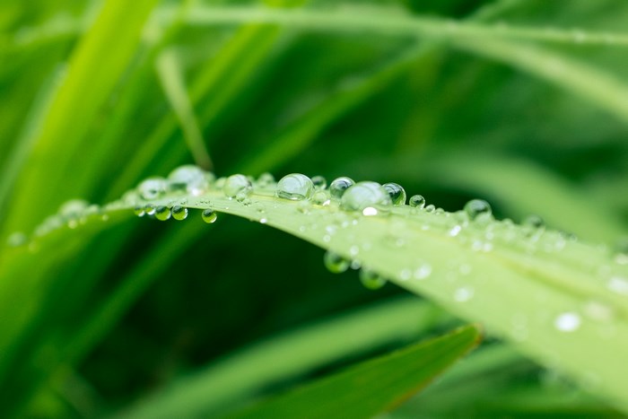 Dew drops on a blade of grass