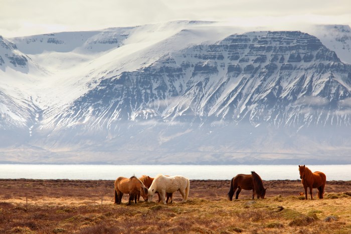 Horses grazing in front of snow-capped mountains