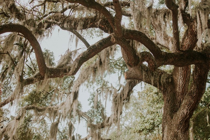 Spanish moss hanging from tree branches in Savannah, Georgia