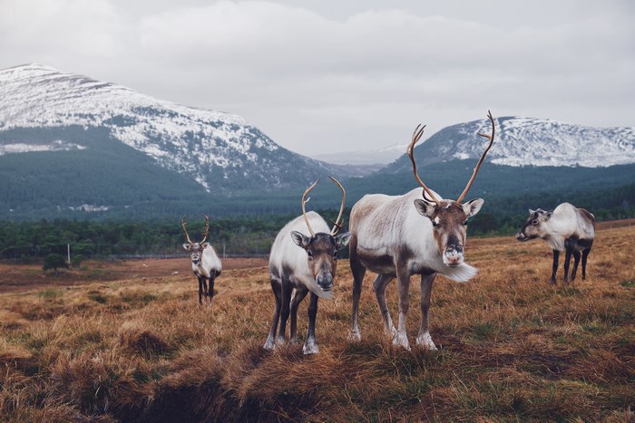 Reindeer herd in a snowy mountain landscape in Scotland