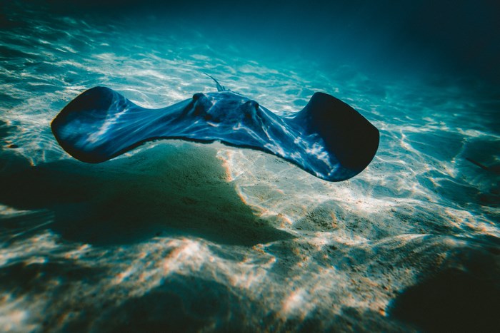 Underwater stingray swimming over sandy ocean floor