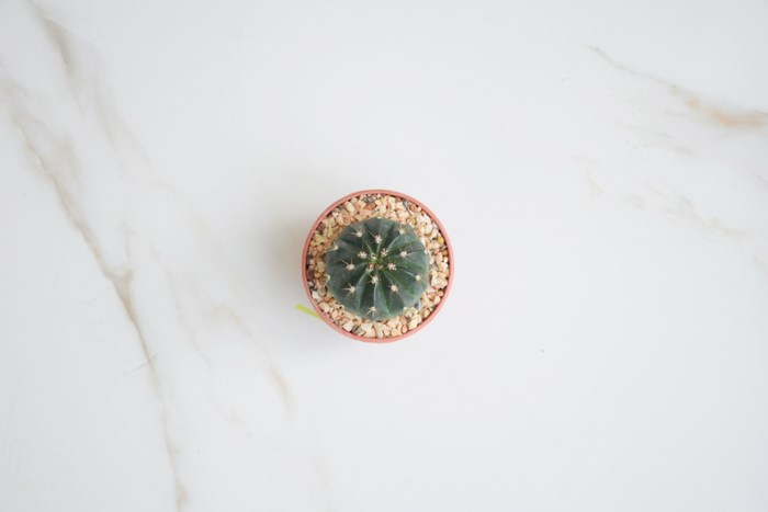 Top view of a small cactus in a pot on a marble surface
