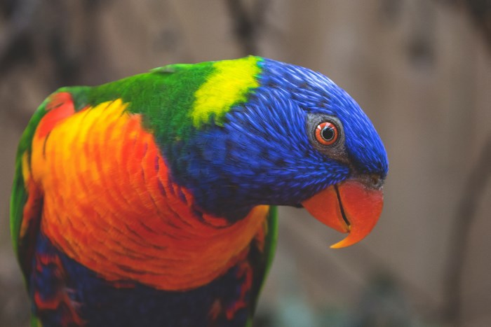 Close-up of a colorful Rainbow Lorikeet parrot
