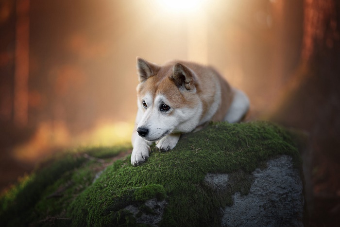 Shiba Inu dog lying on a mossy rock in a forest