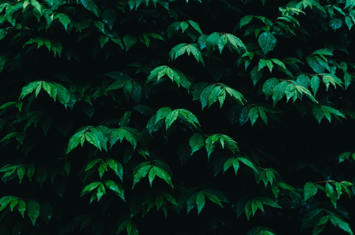 Dark green wet leaves on a black background