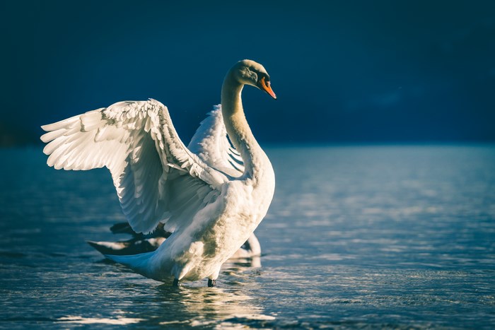 White Swan Spreading Wings in Water