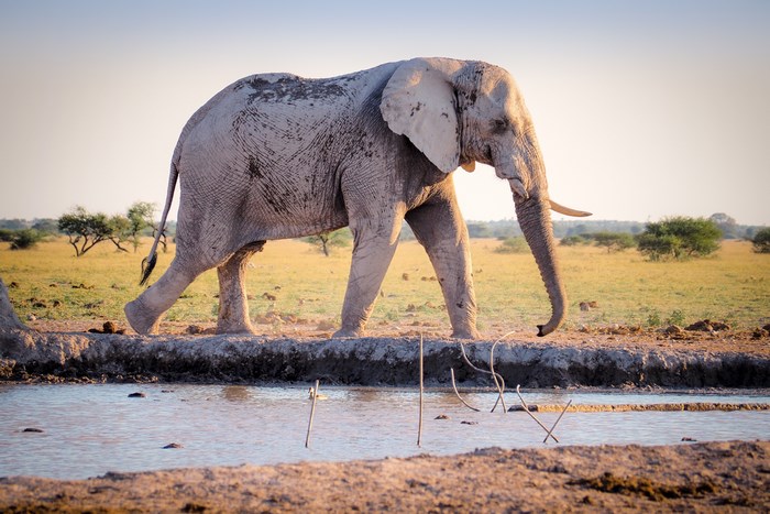 Elephant Drinking Water in African Savannah