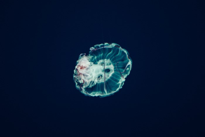Jellyfish swimming underwater