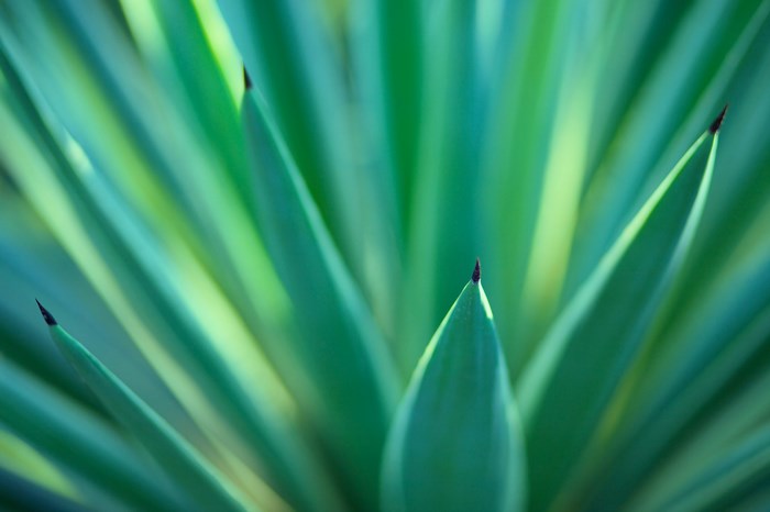 Close-up of sharp green yucca plant leaves