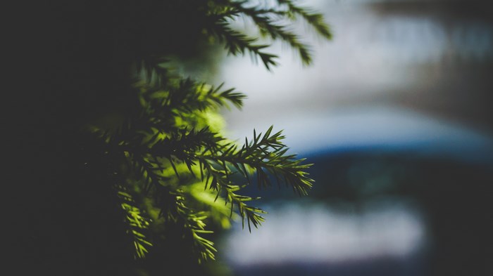 Green pine needles with blurred background