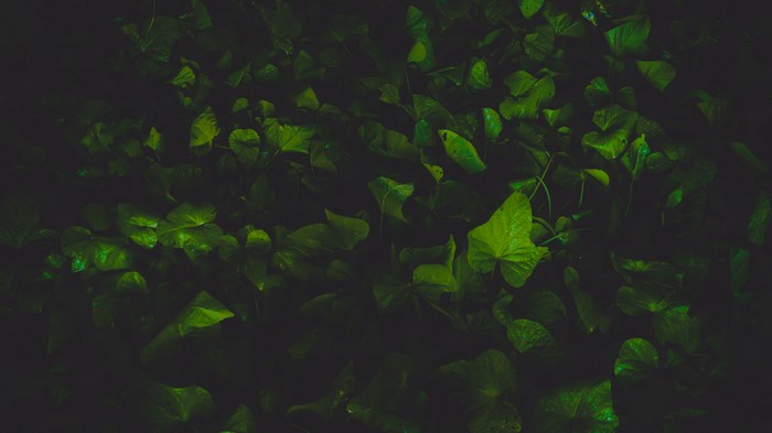 Dark green leaves with water droplets