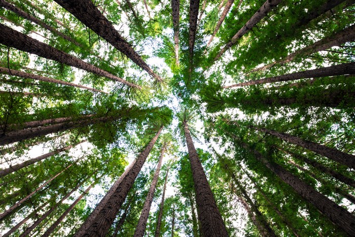 Looking up through a redwood forest canopy