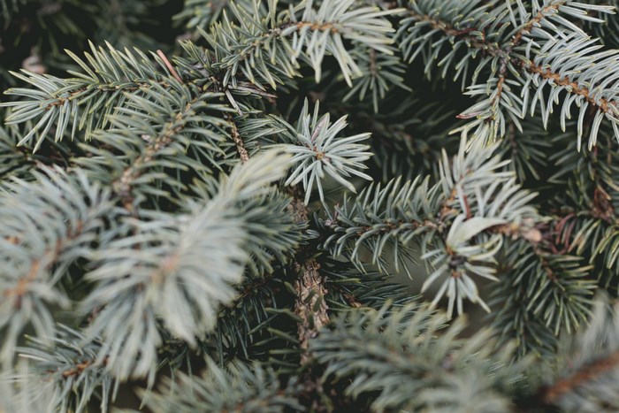 Close-up of evergreen tree branches with blue-green needles