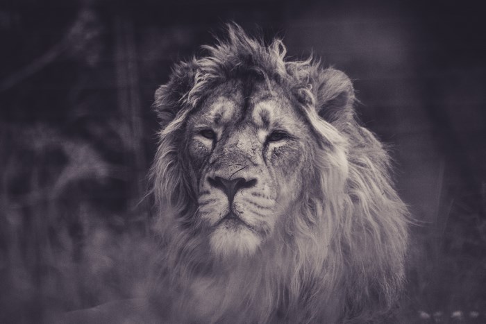 Majestic Asiatic Lion with Flowing Mane
